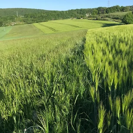 Rechhof Urlaub Bei Tieren Appartement Schalkenbach Buitenkant foto