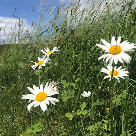 Rechhof Urlaub Bei Tieren Appartement Schalkenbach Buitenkant foto