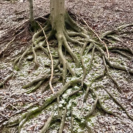 Rechhof Urlaub Bei Tieren Appartement Schalkenbach Buitenkant foto