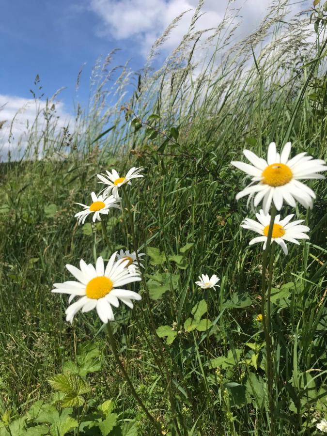 Rechhof Urlaub Mit Tieren *